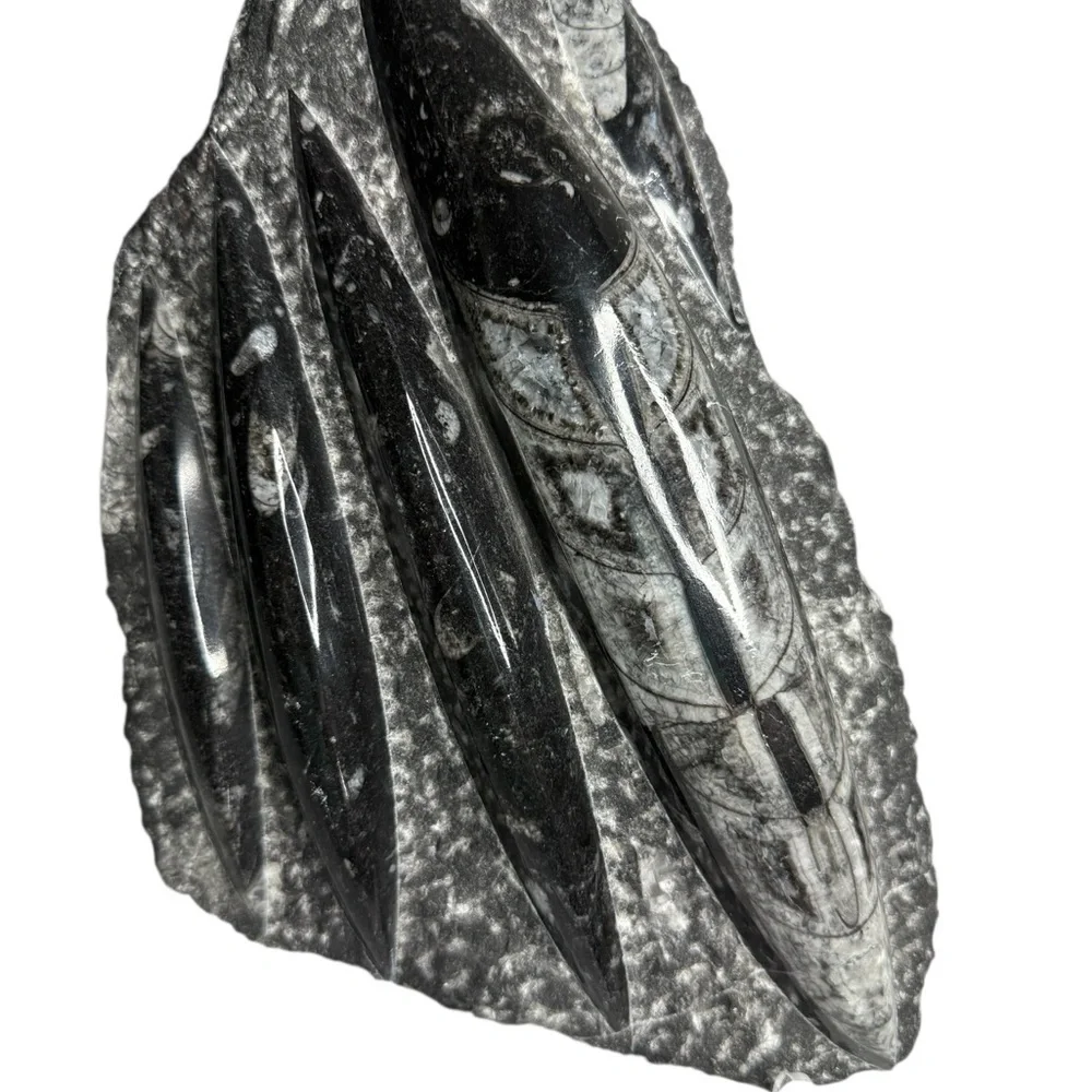 Orthoceras Fossil Sculpture Specimen Plate Plaque Squid Polished 5+ Pound Gem